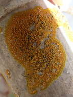 Image of Bratt's orange lichen