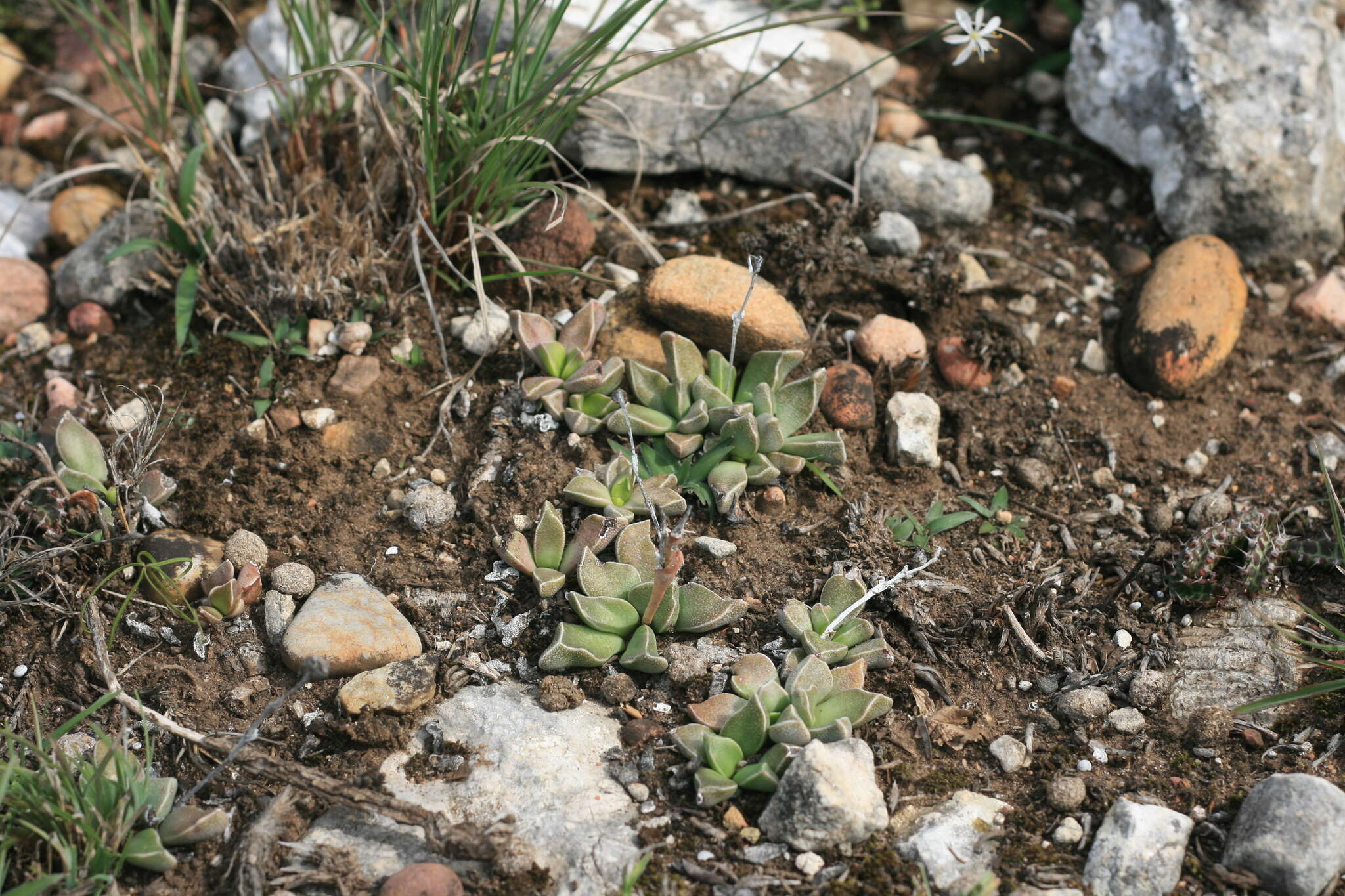Image of Rhombophyllum rhomboideum (Salm-Dyck) Schwant.