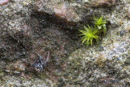 Image of Parasteatoda tabulata (Levi 1980)