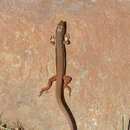 Image of Ornate Scrub Lizard
