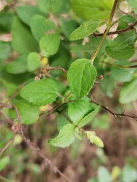 Salvia microphylla var. microphylla resmi