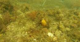 Image of Horseshoe butterflyfish