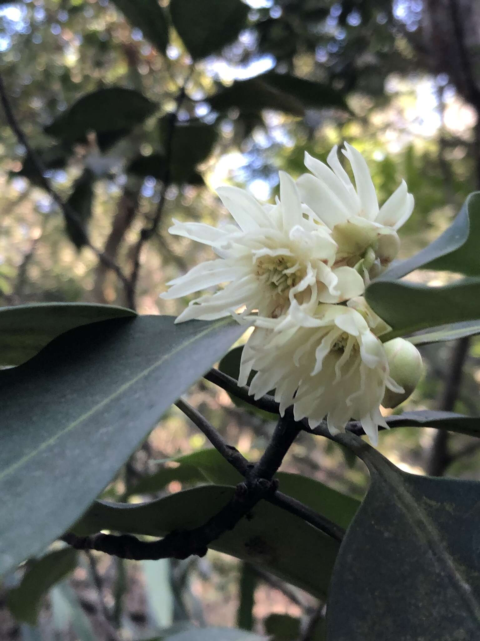 Image de Illicium angustisepalum A. C. Sm.