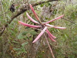 Imagem de Erythrina lanata Rose