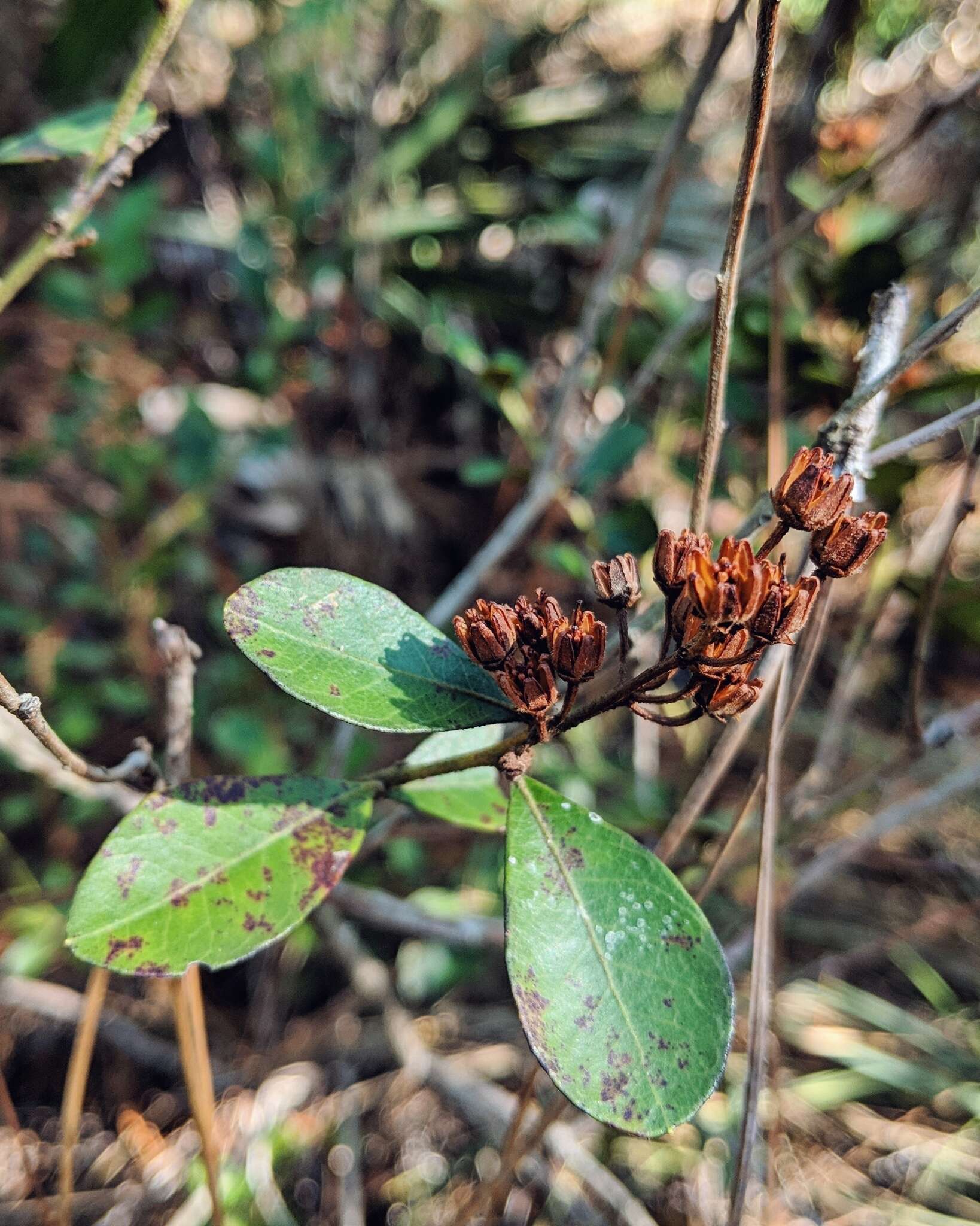 Image of coastal plain staggerbush