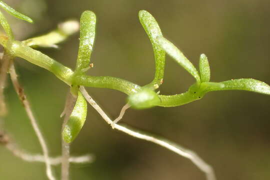 Image of winged water-starwort