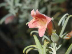 Image de Eremophila youngii F. Muell.