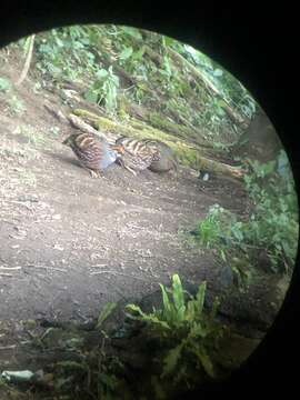 Image of Common Hill Partridge