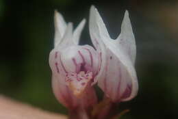 Schizochilus lilacinus Schelpe ex H. P. Linder resmi