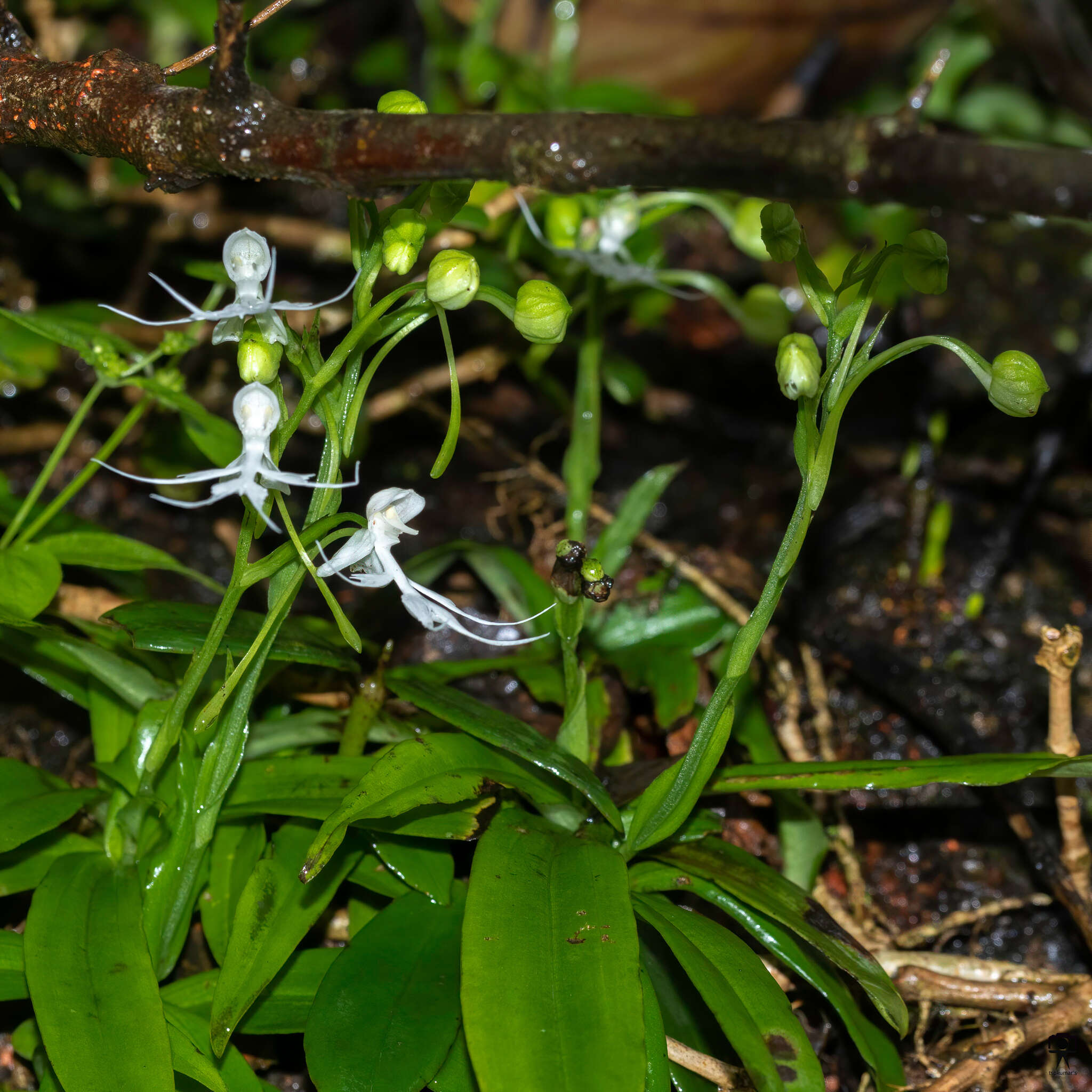 Image of Doll orchid