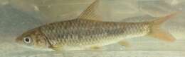 Image of Lowveld Largescale Yellowfish