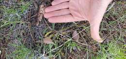 Image of dwarf milkweed