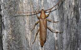 صورة Malacopterus