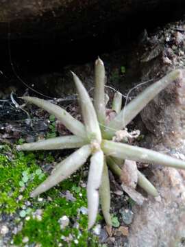 Image of Orostachys fimbriata (Turcz.) Berger