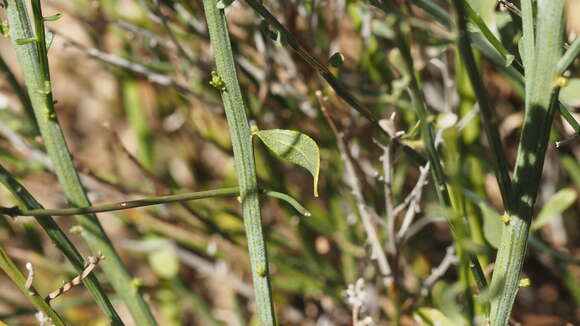 Image of desert baccharis