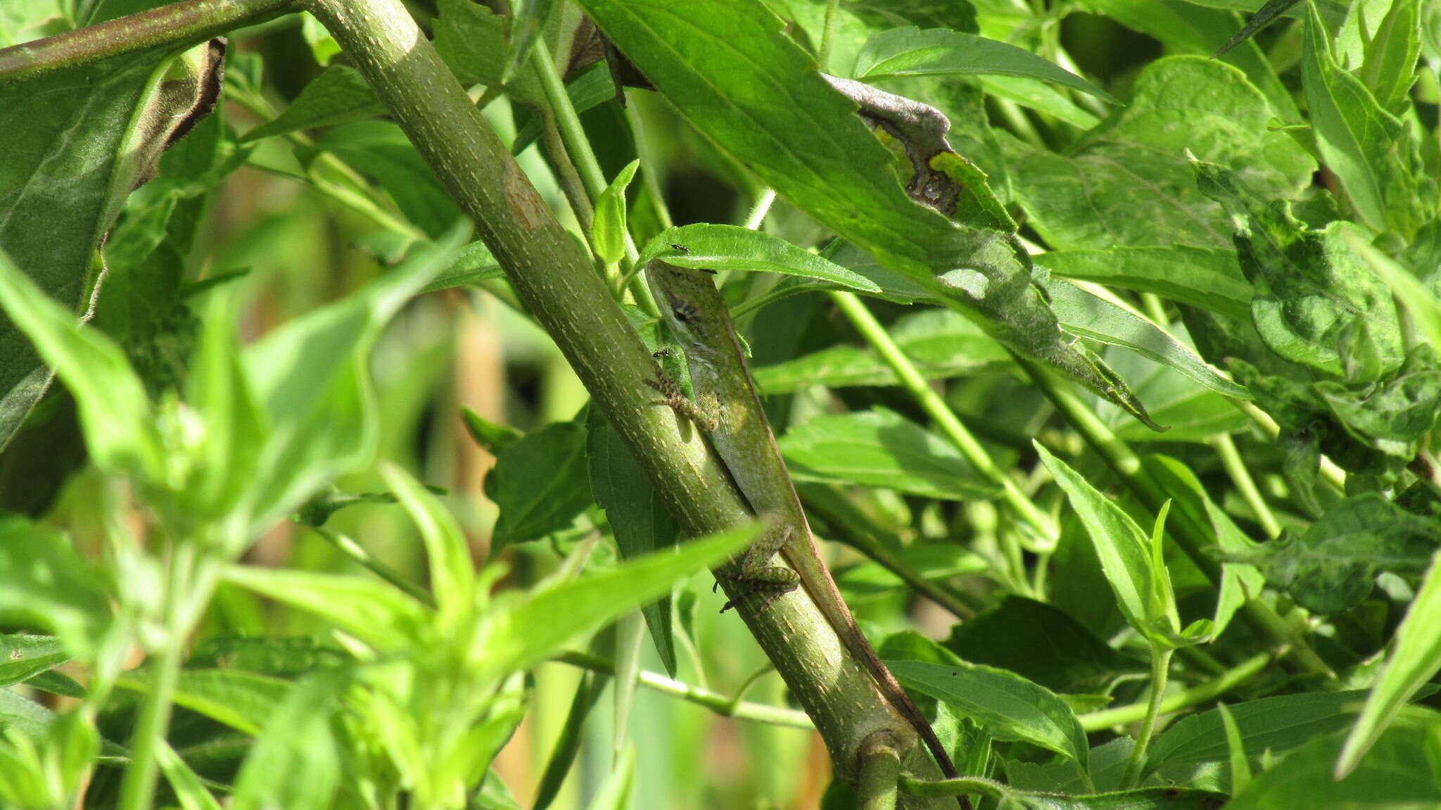 Image of Jacare Anole