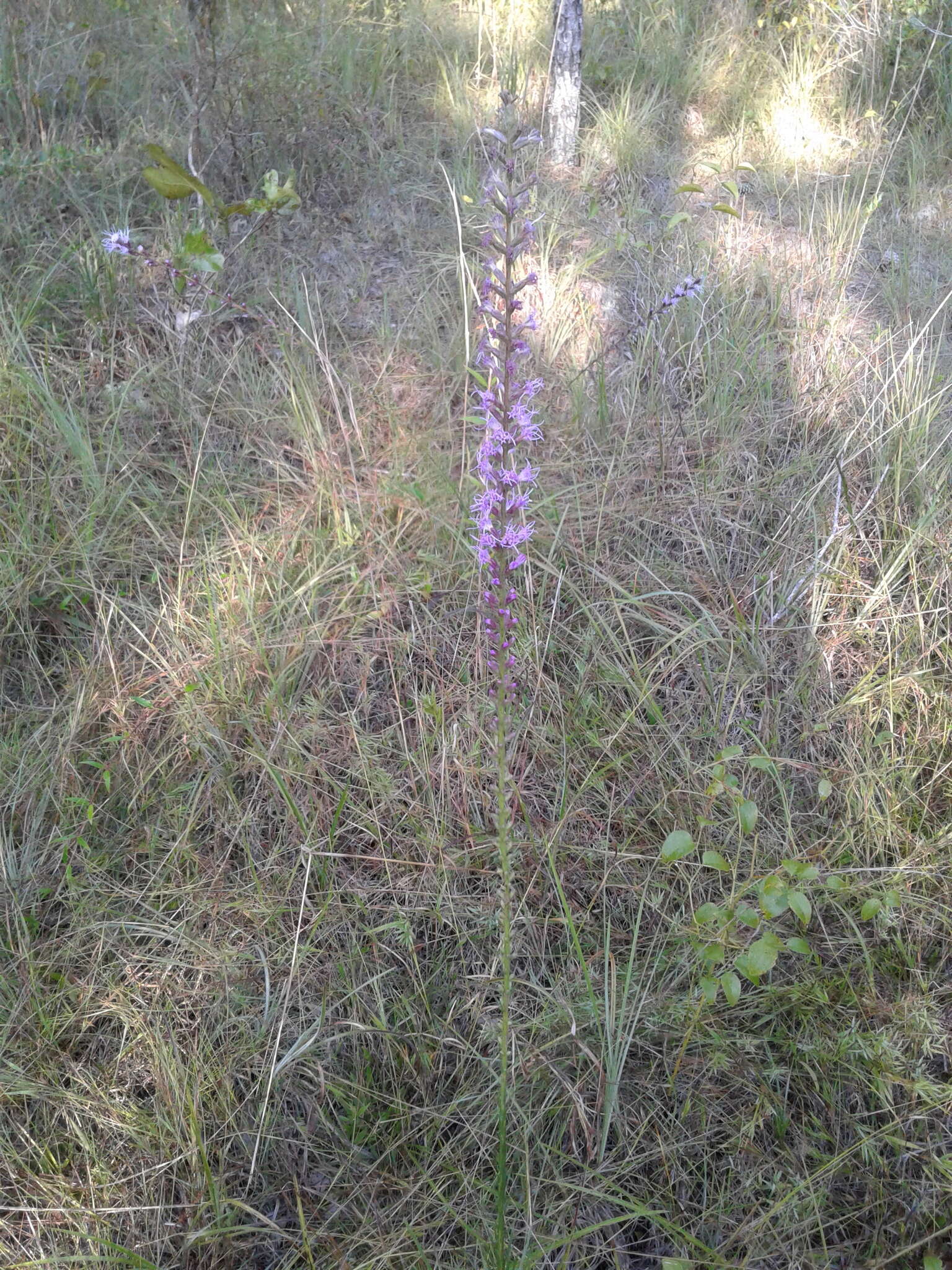 Image of dense blazing star