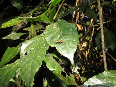 Image of Forest bead-string