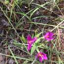 Image of Lady Bird's centaury