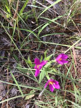 Image of Lady Bird's centaury