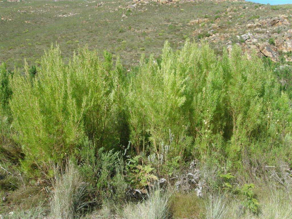 Imagem de Leucadendron salicifolium (Salisb.) I. Williams