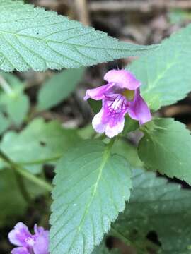 Image of Downy Hemp Nettle