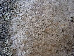 Image of crater lichen