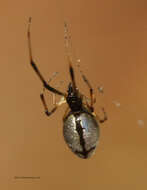 Imagem de Argyrodes elevatus Taczanowski 1873