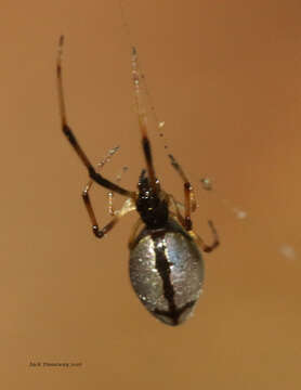 Image of Argyrodes elevatus Taczanowski 1873