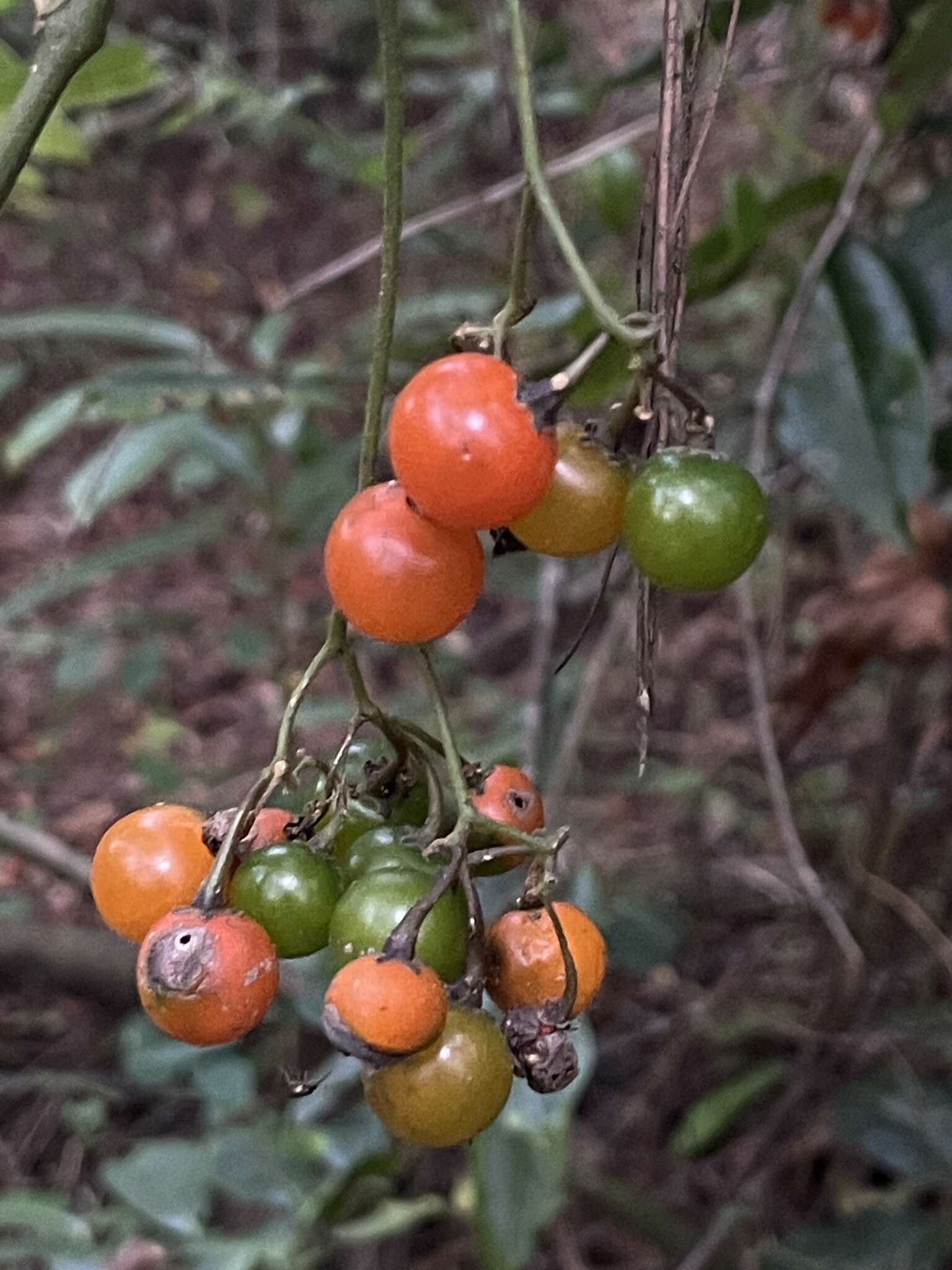 Image of Solanum appendiculatum Humb. & Bonpl. ex Dun.