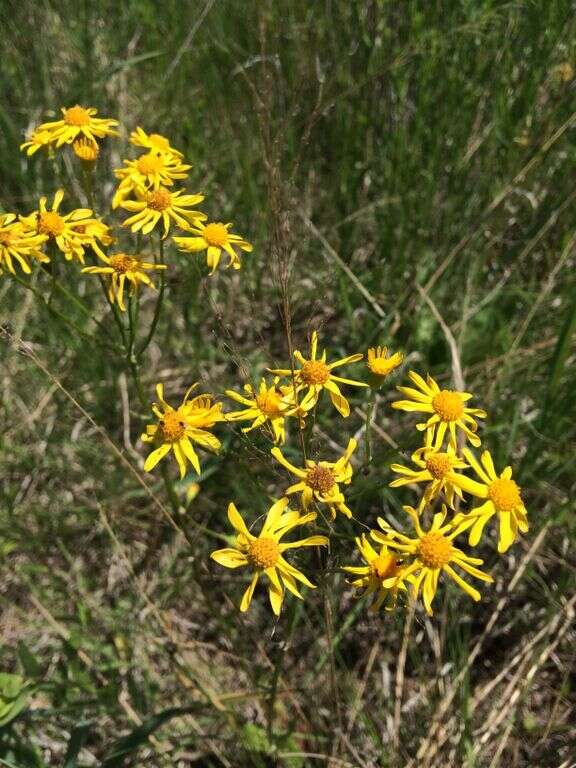 Image of golden ragwort