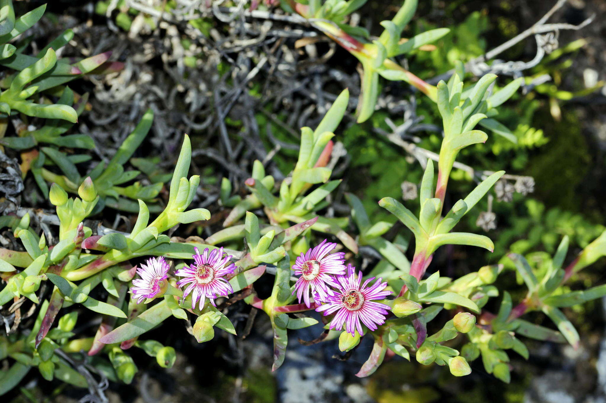 صورة Ruschia langebaanensis L. Bol.