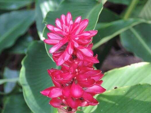 Image of red ginger