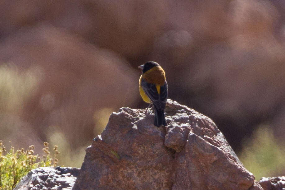 Слика од Phrygilus atriceps (d'Orbigny & Lafresnaye 1837)