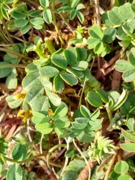 Image of Horseshoe-vetch