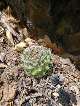 Image of Wright's Fishhook Cactus