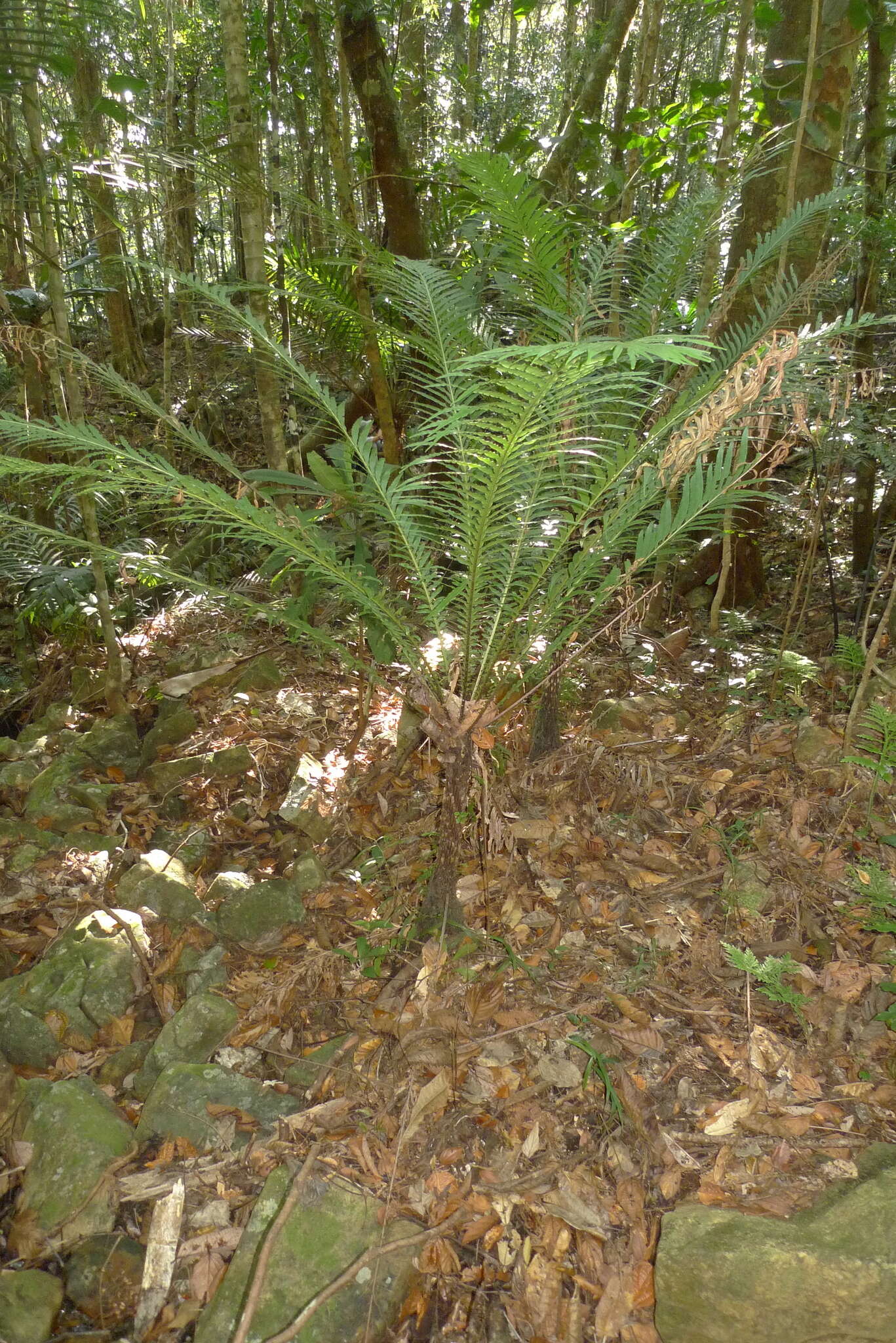 Sivun Oceaniopteris gibba (Labill.) Gasper & Salino kuva