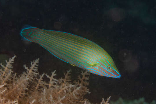 Image of Chain-lined wrasse