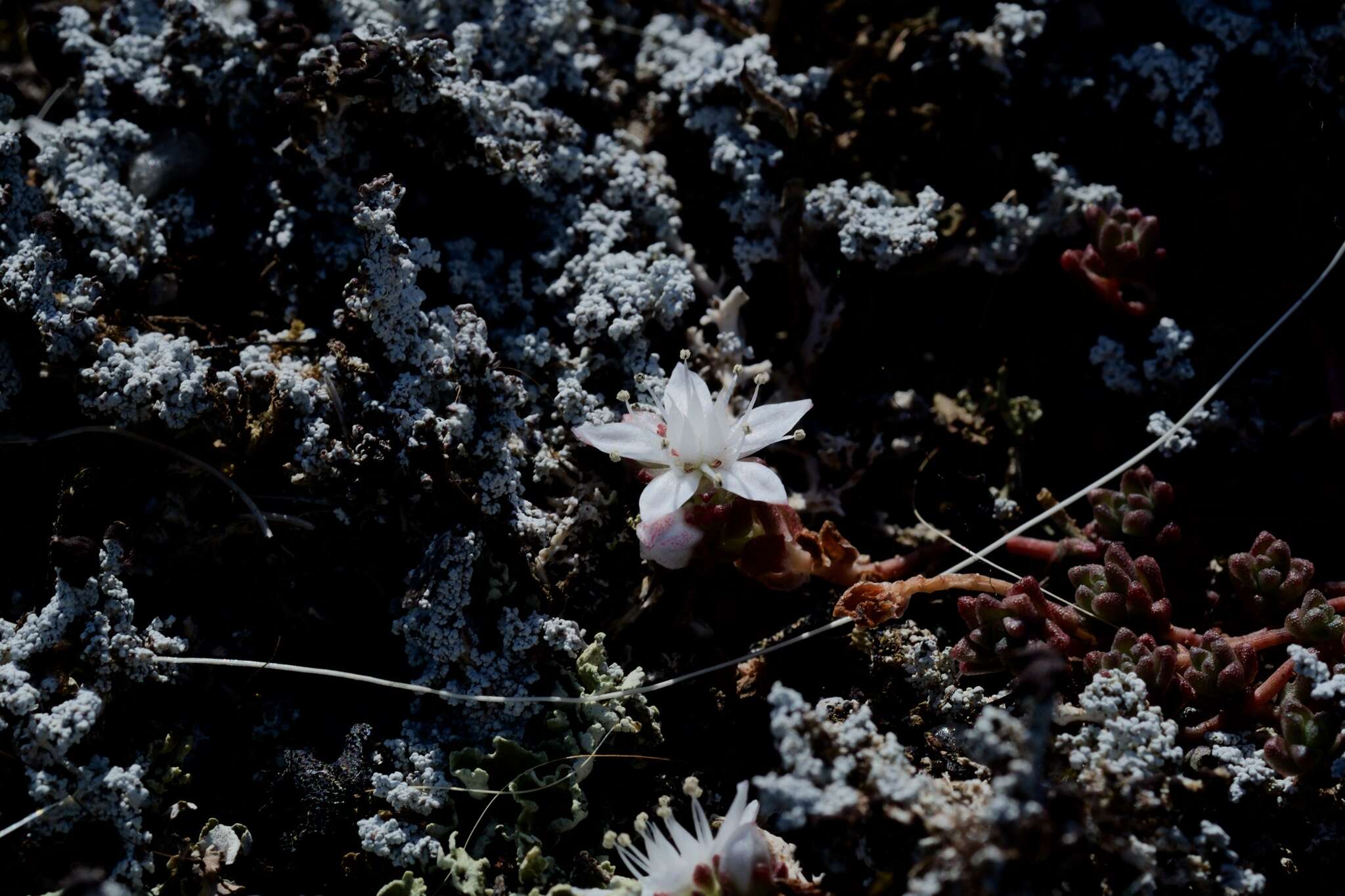 Image of Sedum anglicum Hudson