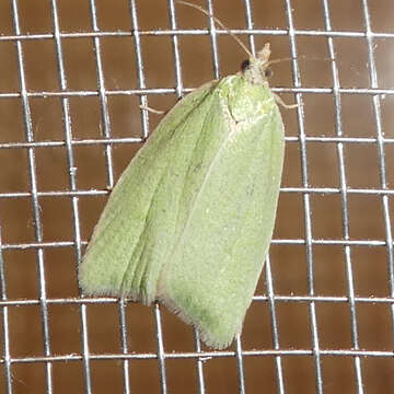 Image of green oak tortrix