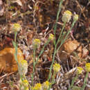 Image of Pimelea simplex F. Müll.