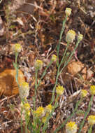 Image of Pimelea simplex F. Müll.