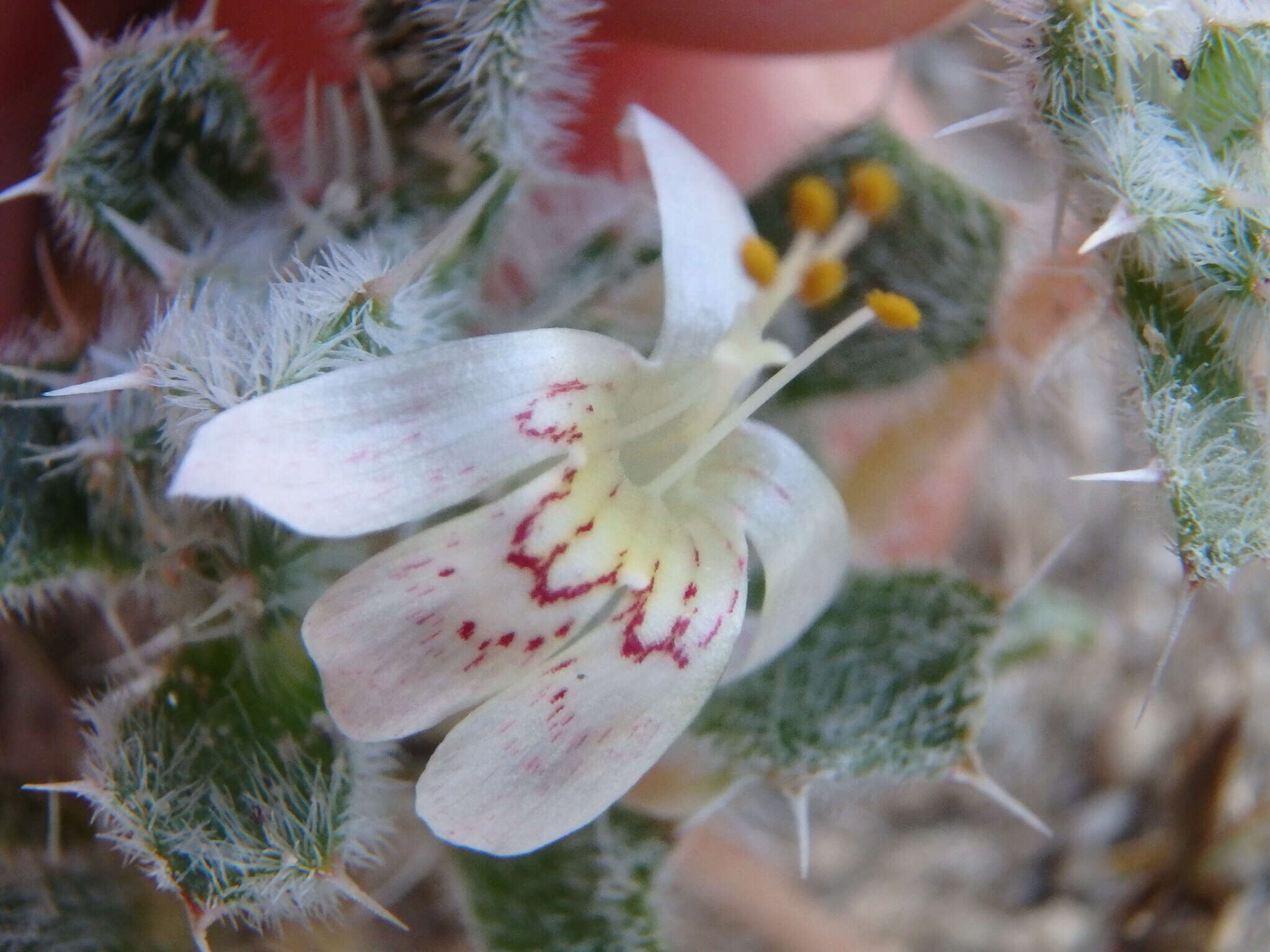 Слика од Loeseliastrum matthewsii (A. Gray) S. Timbrook