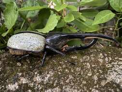 Image of Hercules Beetle