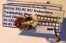 Слика од Formica subpilosa Ruzsky 1902