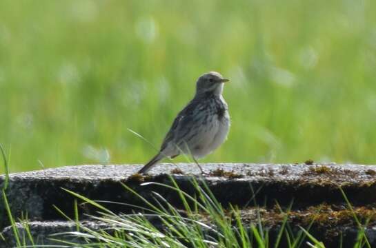 Image of Meadow Pipit