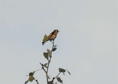 Imagem de Carduelis carduelis carduelis (Linnaeus 1758)