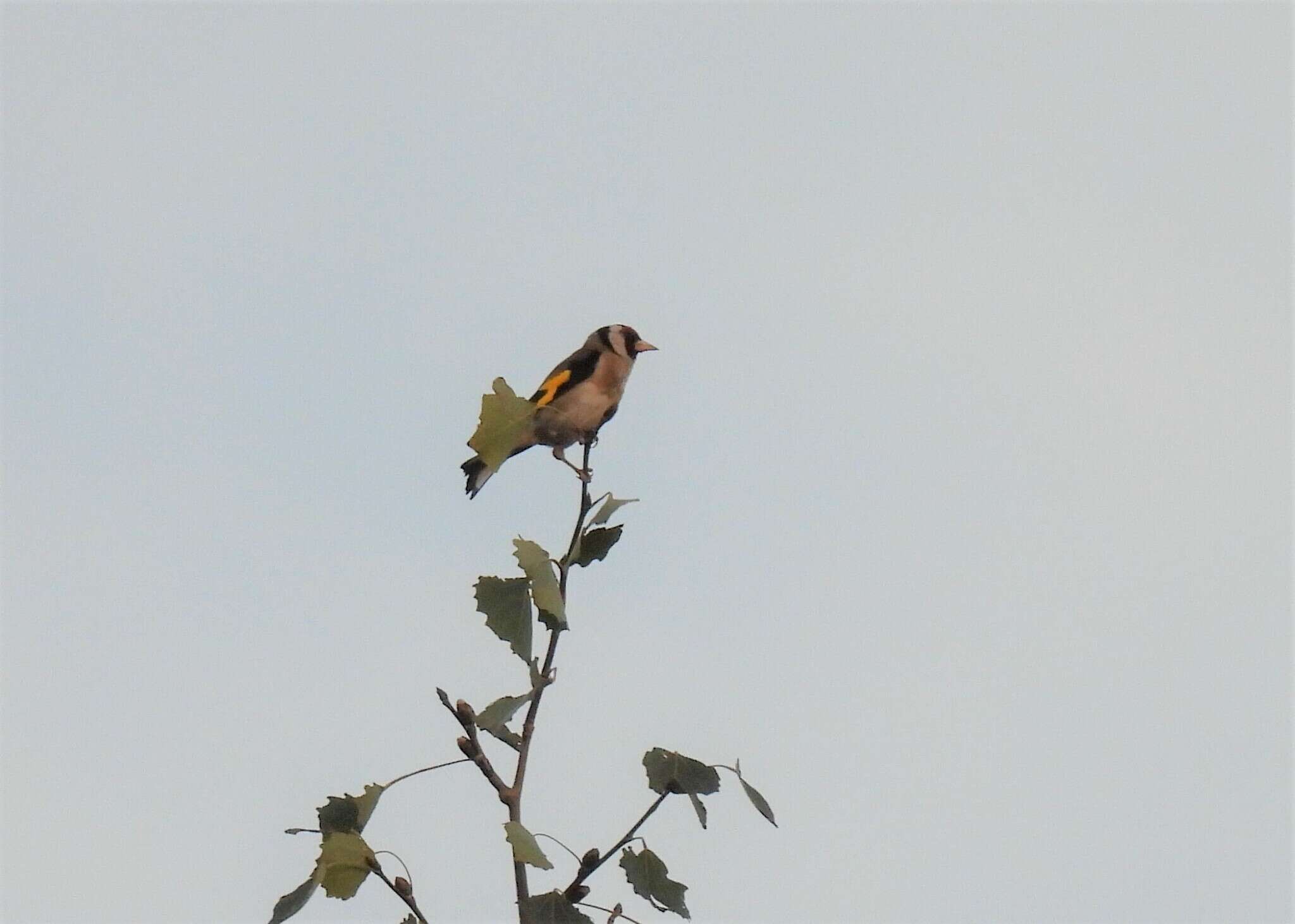 Carduelis carduelis carduelis (Linnaeus 1758)的圖片