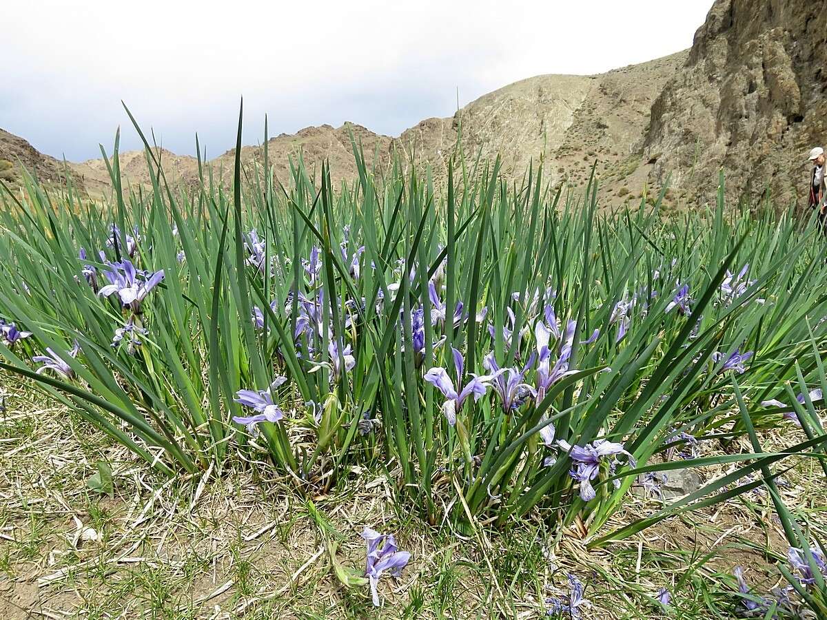 Image of Iris lactea Pall.