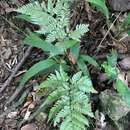 Image of Dryopteris sordidipes Tag.